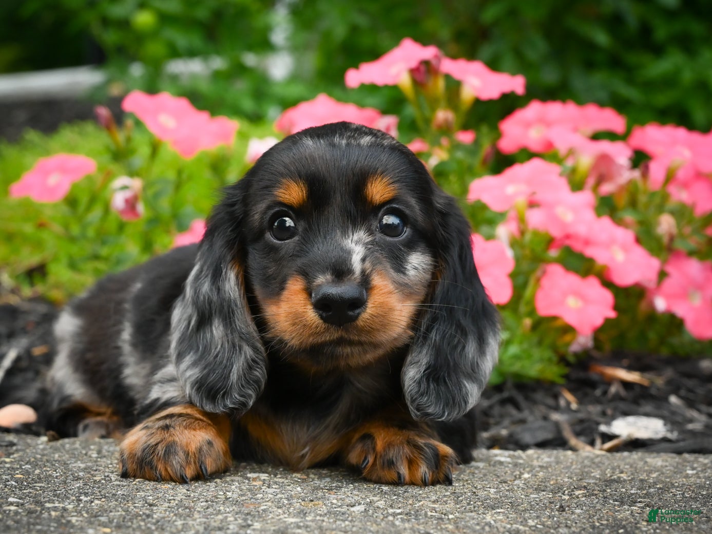 Miniature Dachshund dogs AKC-Jewel - Ad 1