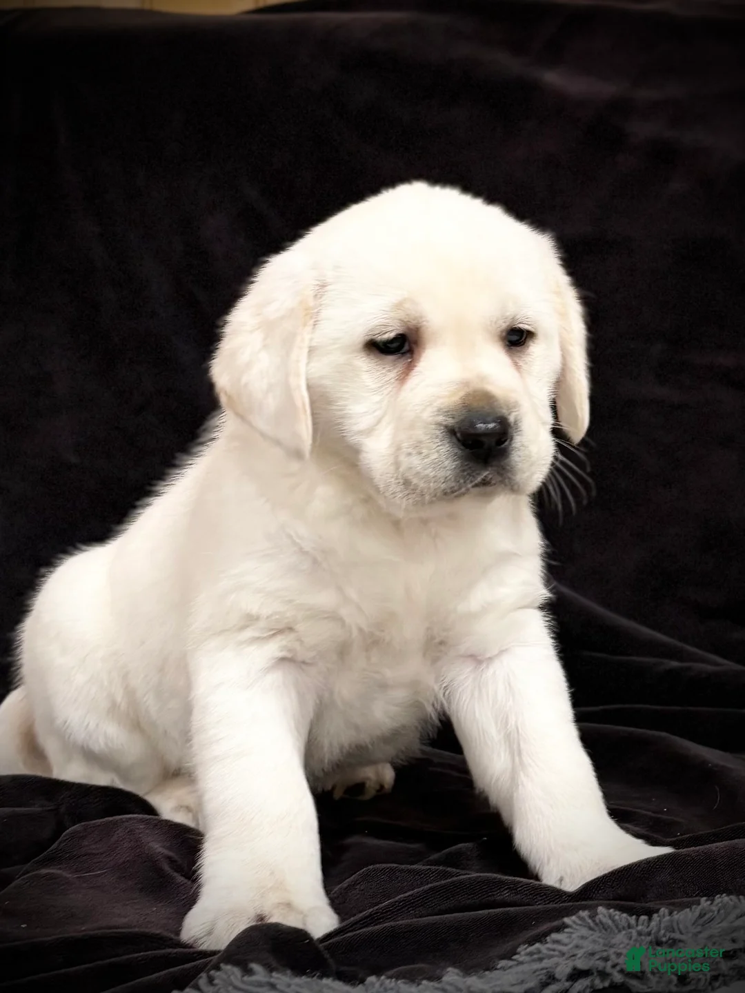 Labrador Retriever dogs for sale: Ginger  - Ad 4