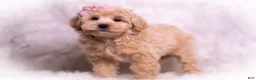 Maltipoo dogs for sale: Misha - Ad 7
