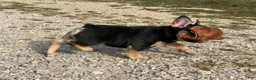 French Bulldog dogs for sale: Flynn  - Ad 9