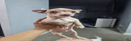 Chihuahua dogs for sale: Chihuahua 1 - Ad 4