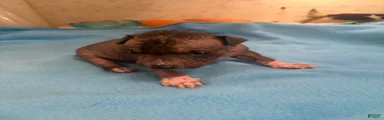 Chinese Crested 3