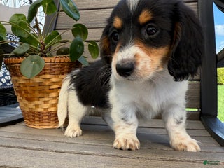 Miniature Dachshund dogs - Ad 20