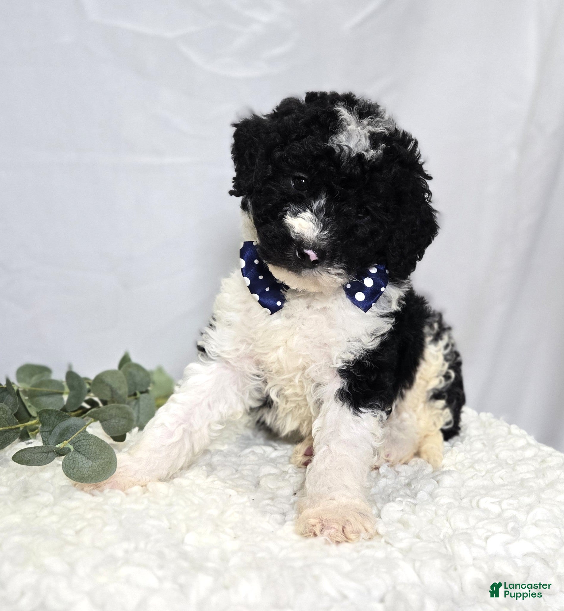 Mini Sheepadoodle dogs Mitch - Ad 1