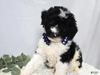 Mini Sheepadoodle dogs for sale: Mitch - Ad 2
