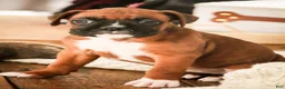 Boxer dogs for sale: Mocha - Ad 5