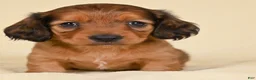 Miniature Dachshund dogs for sale: AKC Remmi - Ad 5