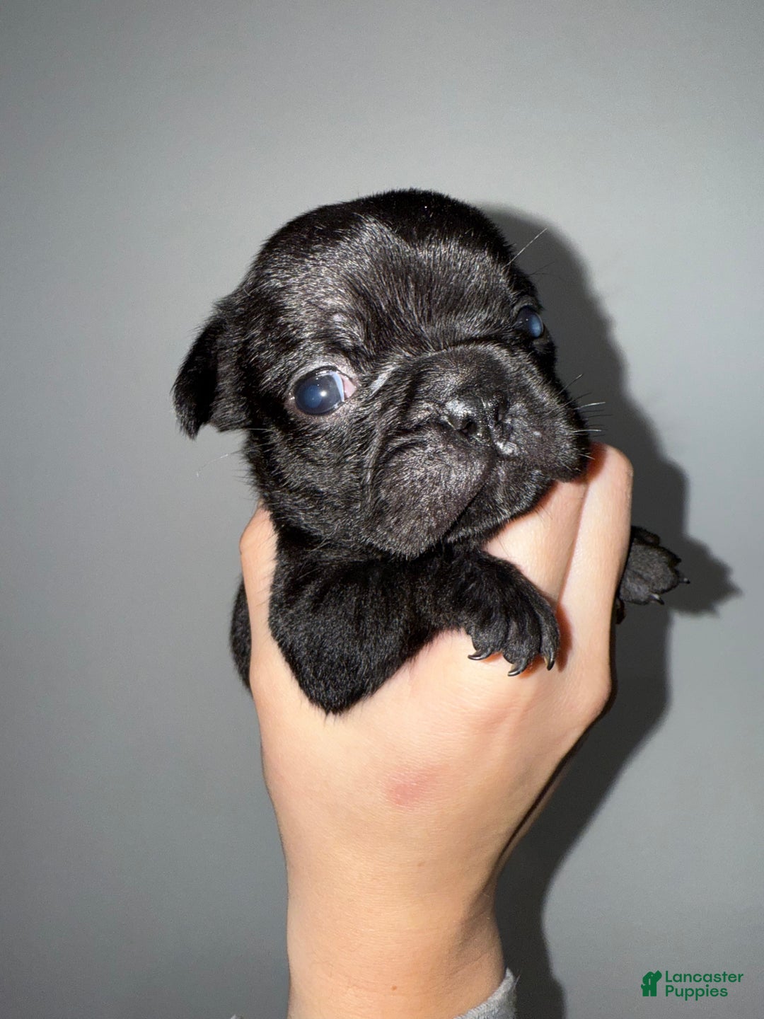 French Bulldog dogs for sale: Shadow  - Ad 7