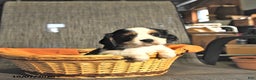 Cavalier King Charles Spaniel dogs for sale: Bentley - Ad 1