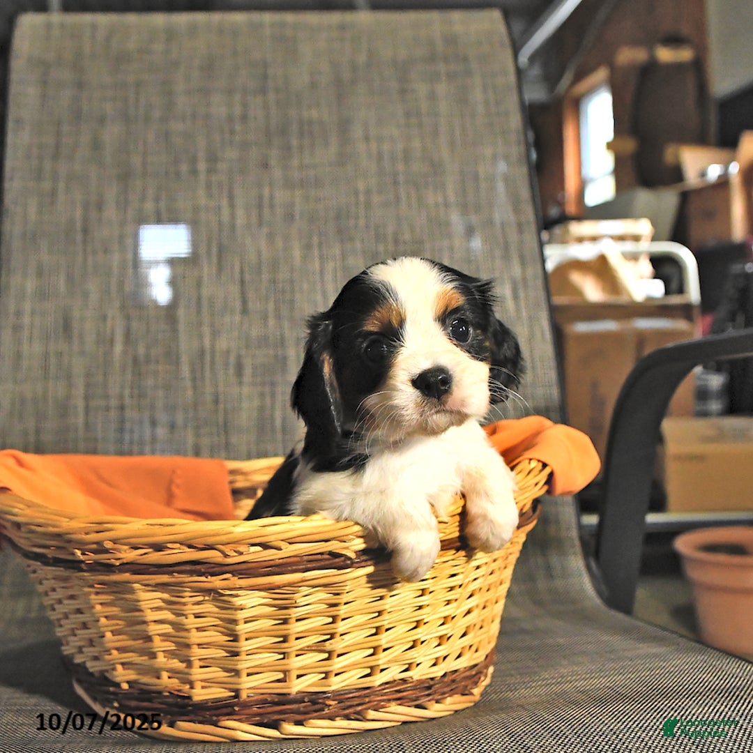 Cavalier King Charles Spaniel dogs for sale: Bentley - Ad 1