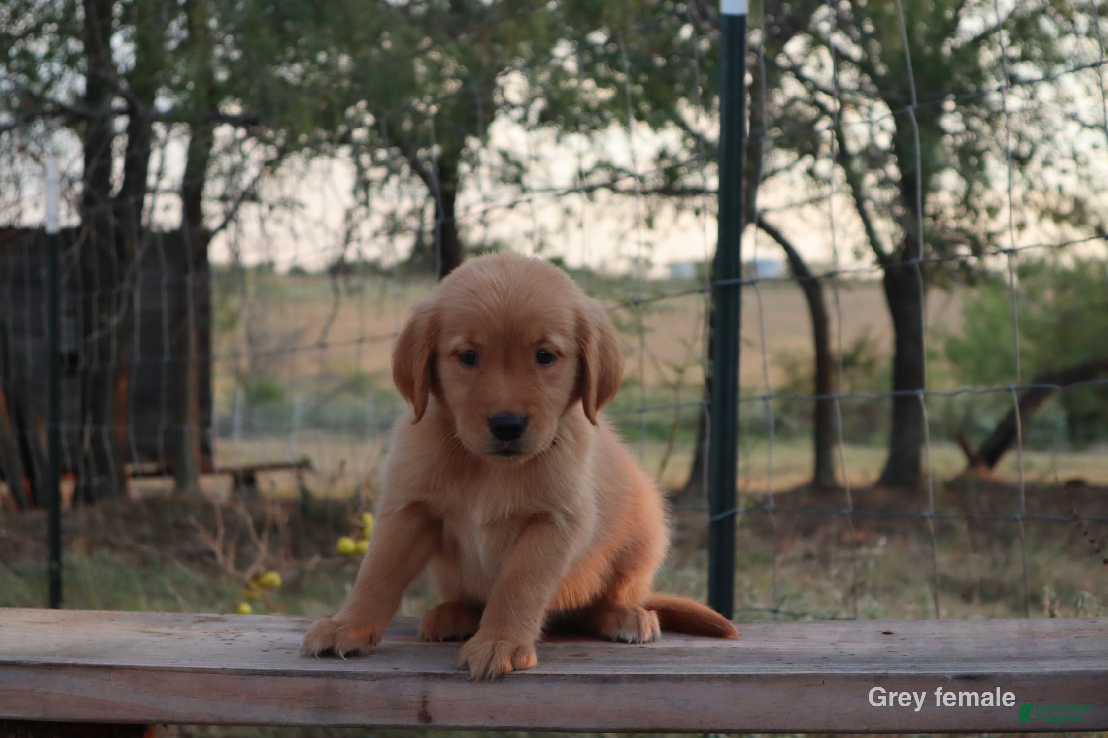 Golden Retriever dogs Lexi - Ad 2