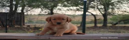 Golden Retriever dogs for sale: Lexi - Ad 2