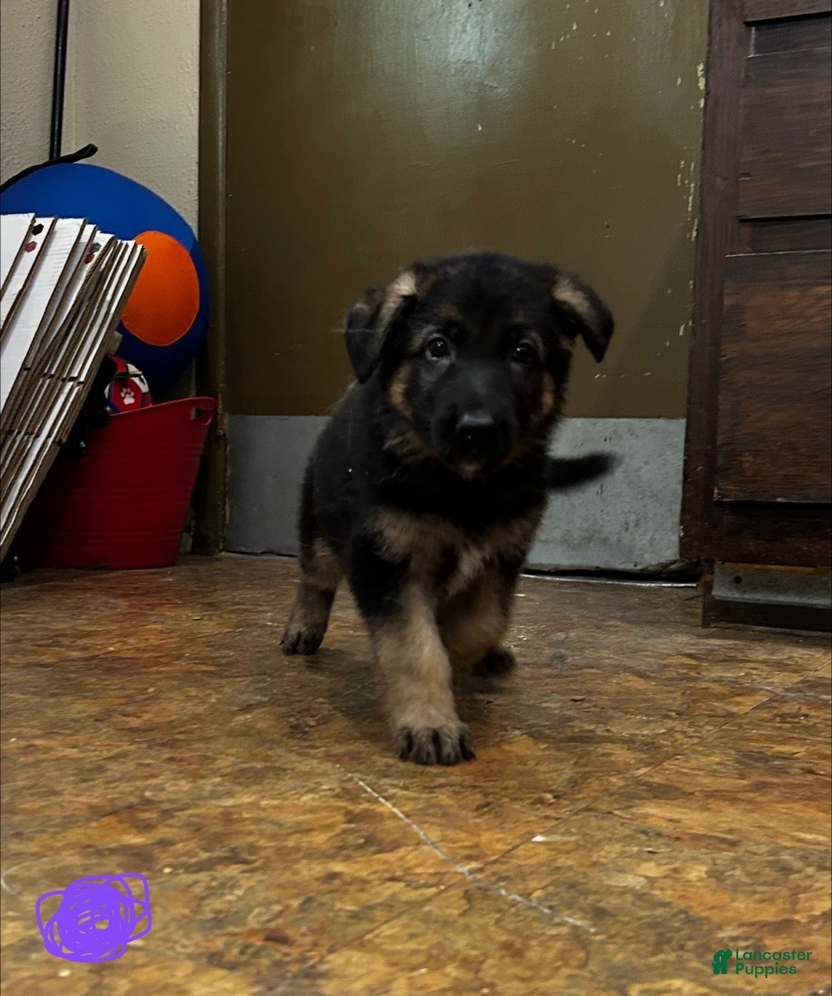 German Shepherd dogs Purple - Ad 1