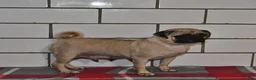 Pug dogs for sale: Izzy - Ad 4