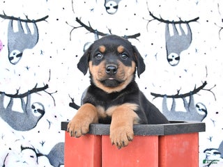 Rottweiler dogs - Ad 36