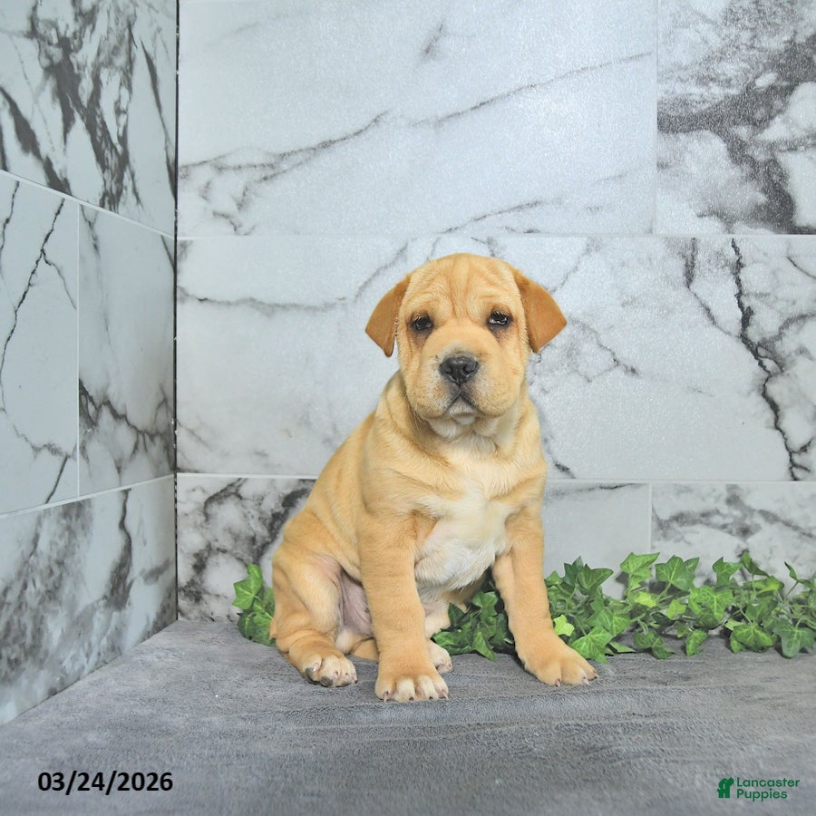 Mini Hippo dogs Carlos - Ad 1