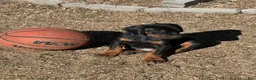 Doberman Pinscher dogs for sale: European Doberman Pinscher Male - Ad 3