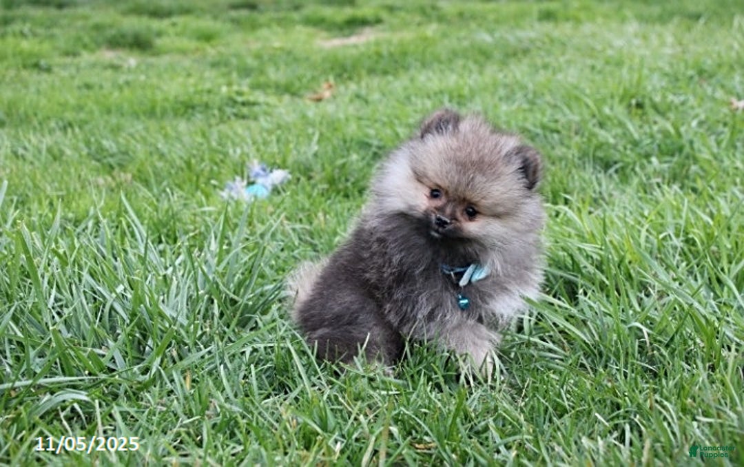 Pomeranian dogs for sale: Major - Ad 17