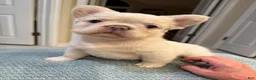 French Bulldog dogs for sale: French Bulldog 2 - Ad 4