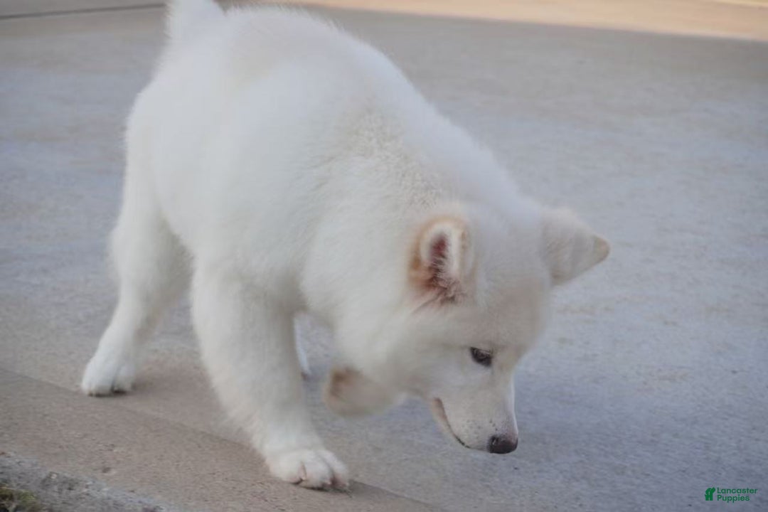 Alaskan Malamute dogs for sale: Xi Xi - Ad 33