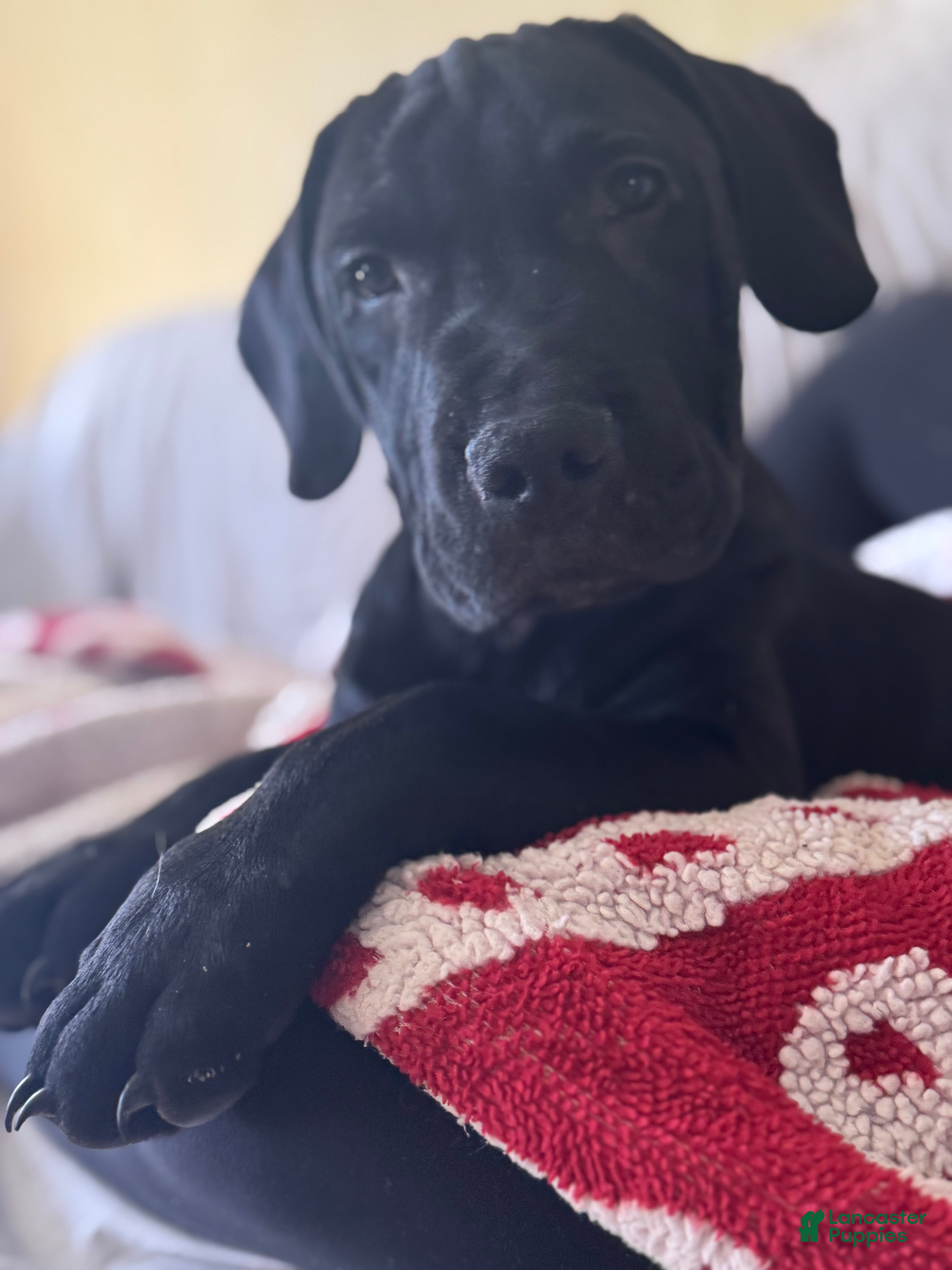 Mixed Breed dogs Luca  - Ad 1