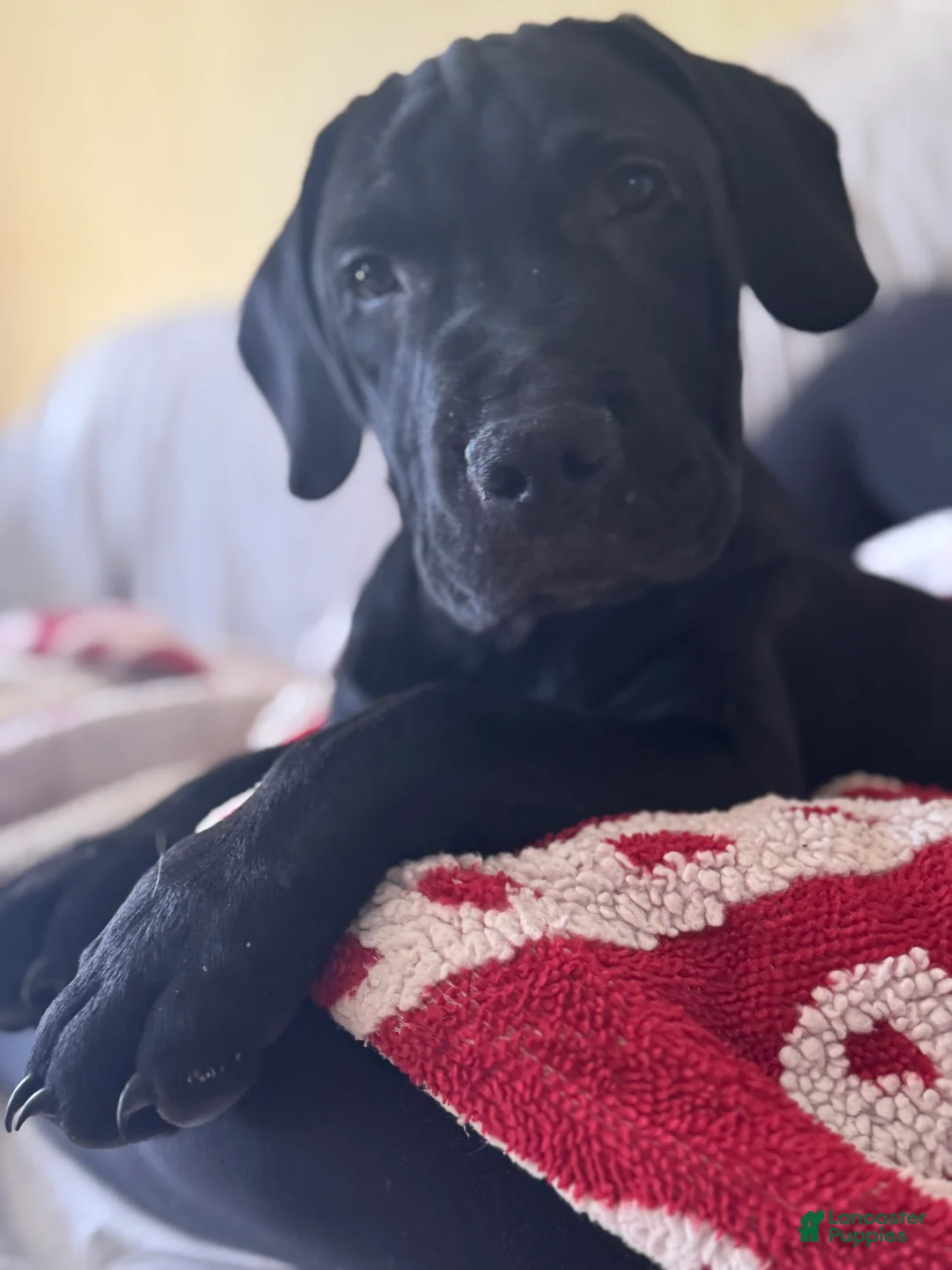 Mixed Breed dogs for sale: Luca  - Ad 1