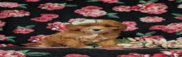 Cavapoo dogs for sale: Godiva - Ad 3