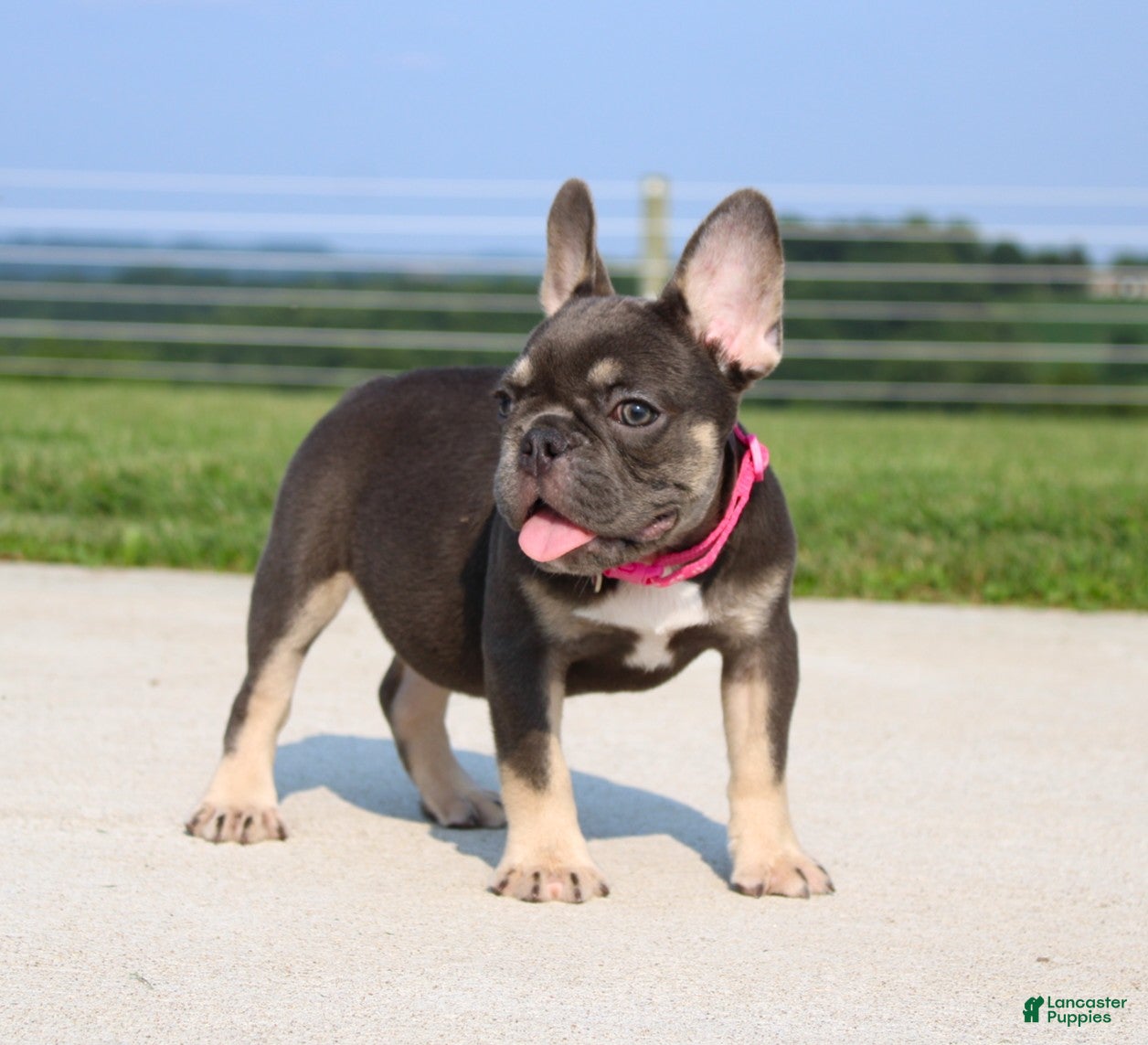 French Bulldog dogs Stella - Ad 2