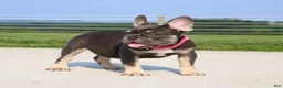 French Bulldog dogs for sale: Stella - Ad 2