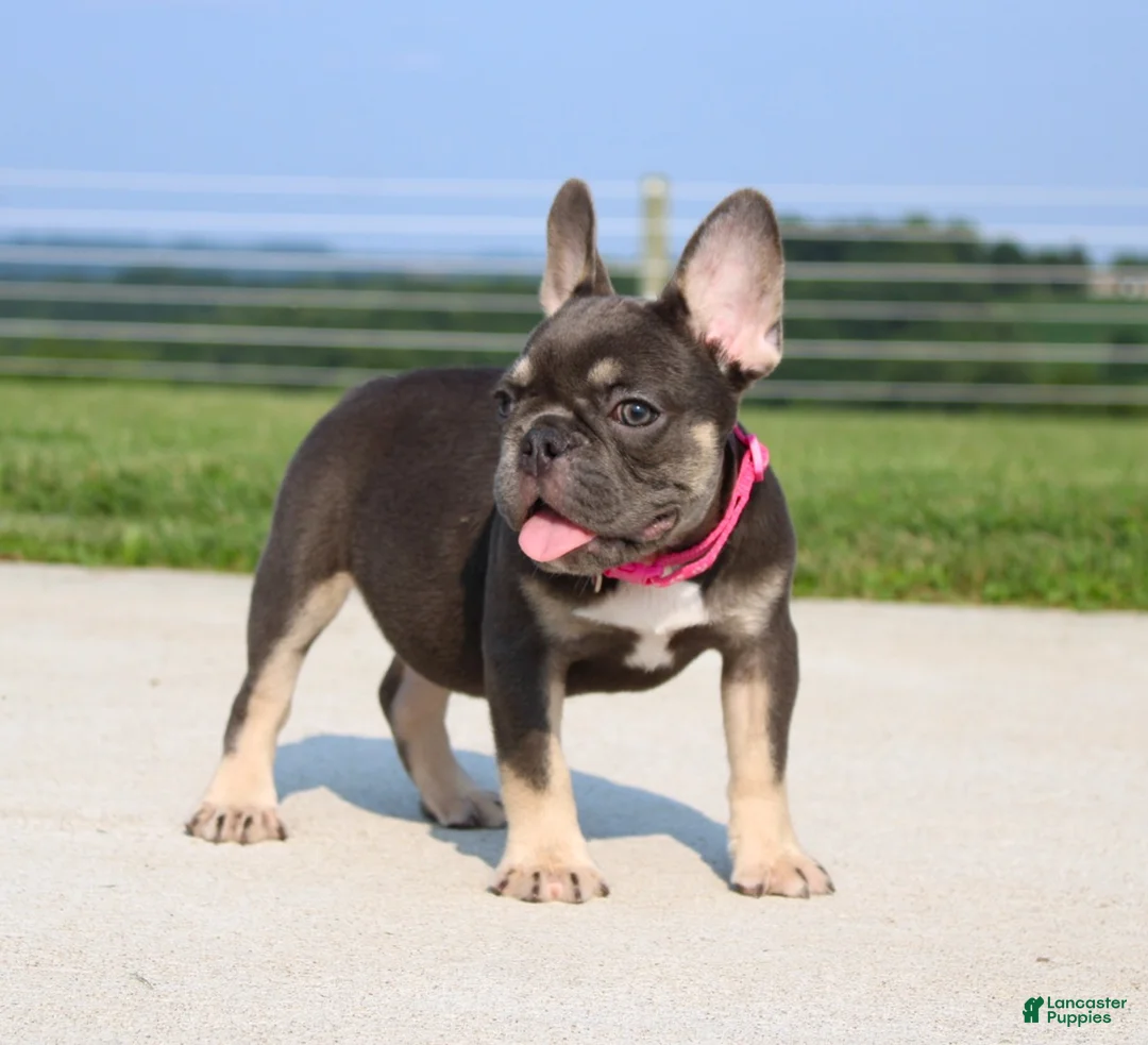 French Bulldog dogs for sale: Stella - Ad 2