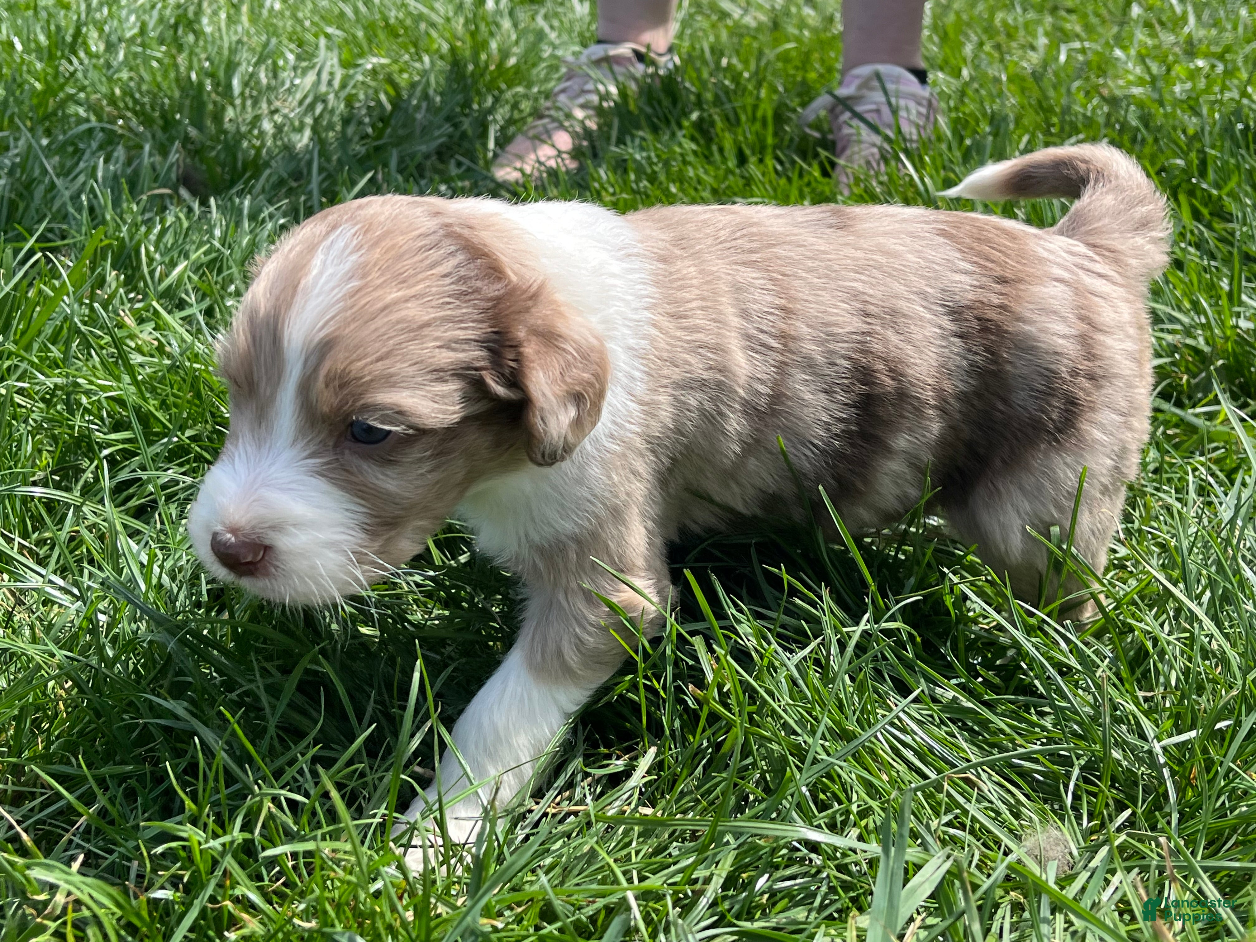 Aussiedoodle dogs Aussiedoodle Puppy 5 - Ad 2