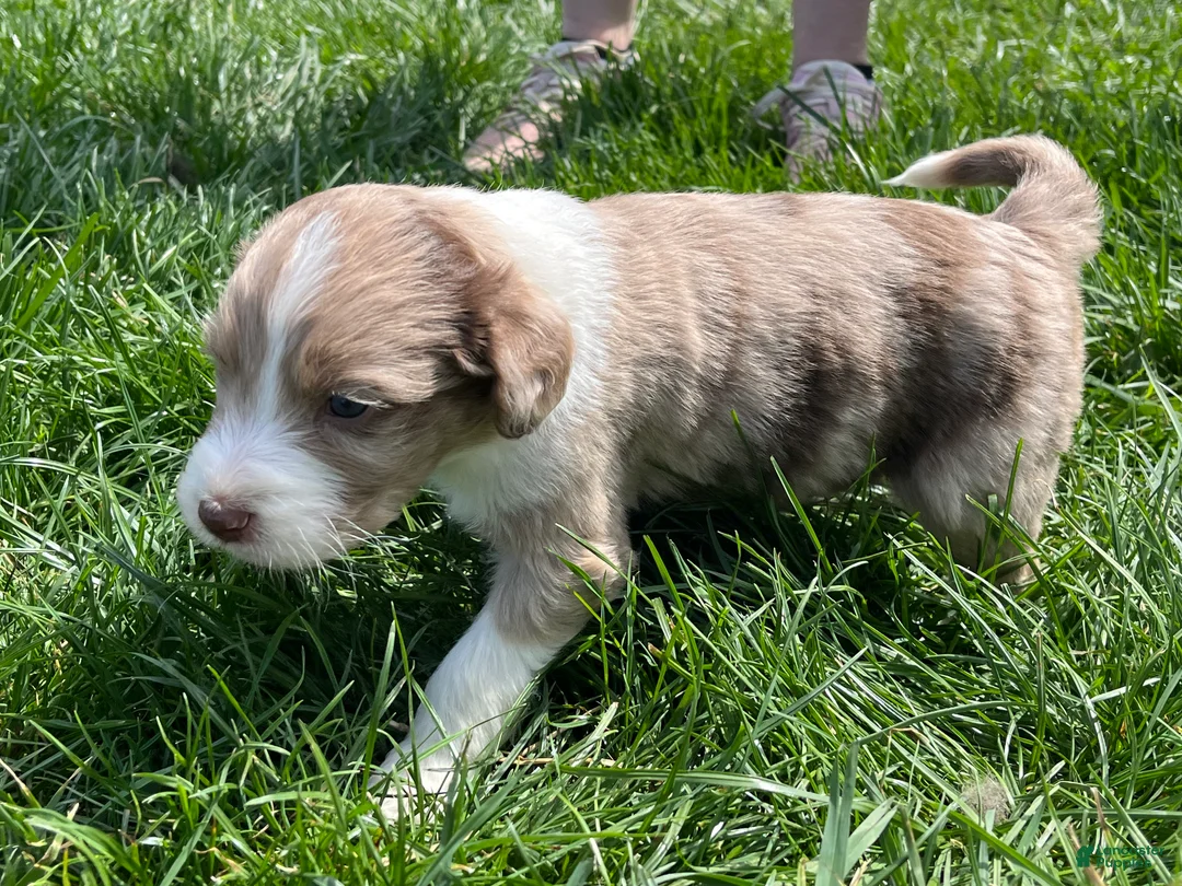 Aussiedoodle dogs for sale: Buckle - Ad 2