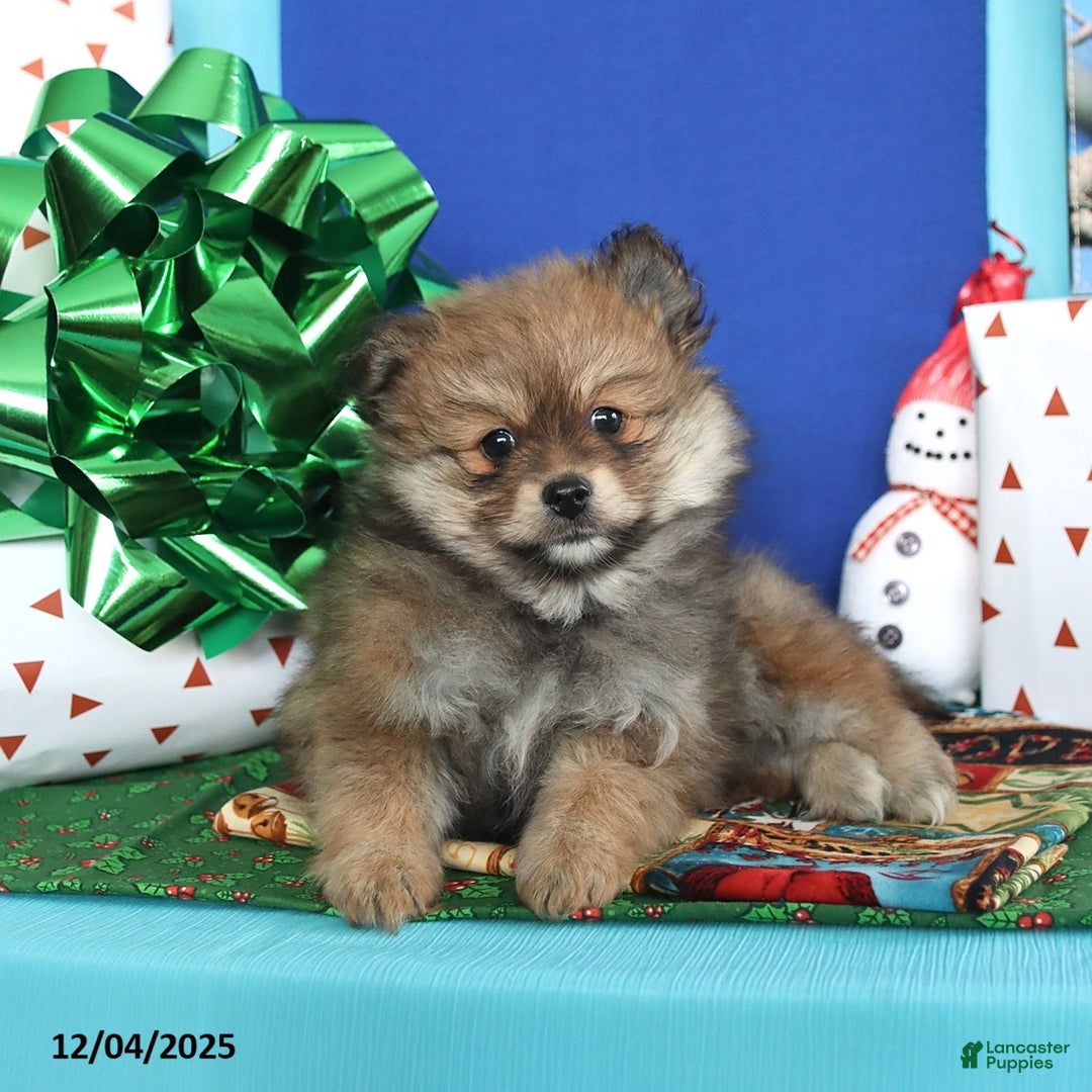 Pomeranian dogs for sale: Sunshine - Ad 1