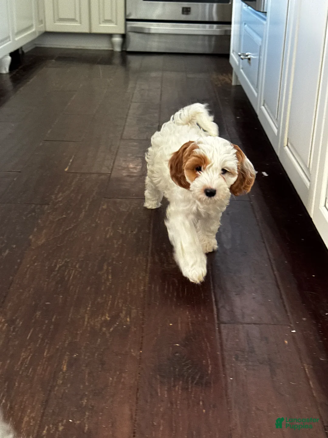 Cavapoo dogs for sale: Hazel - Ad 2