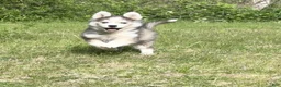 Pomsky dogs for sale: Clover - Ad 7
