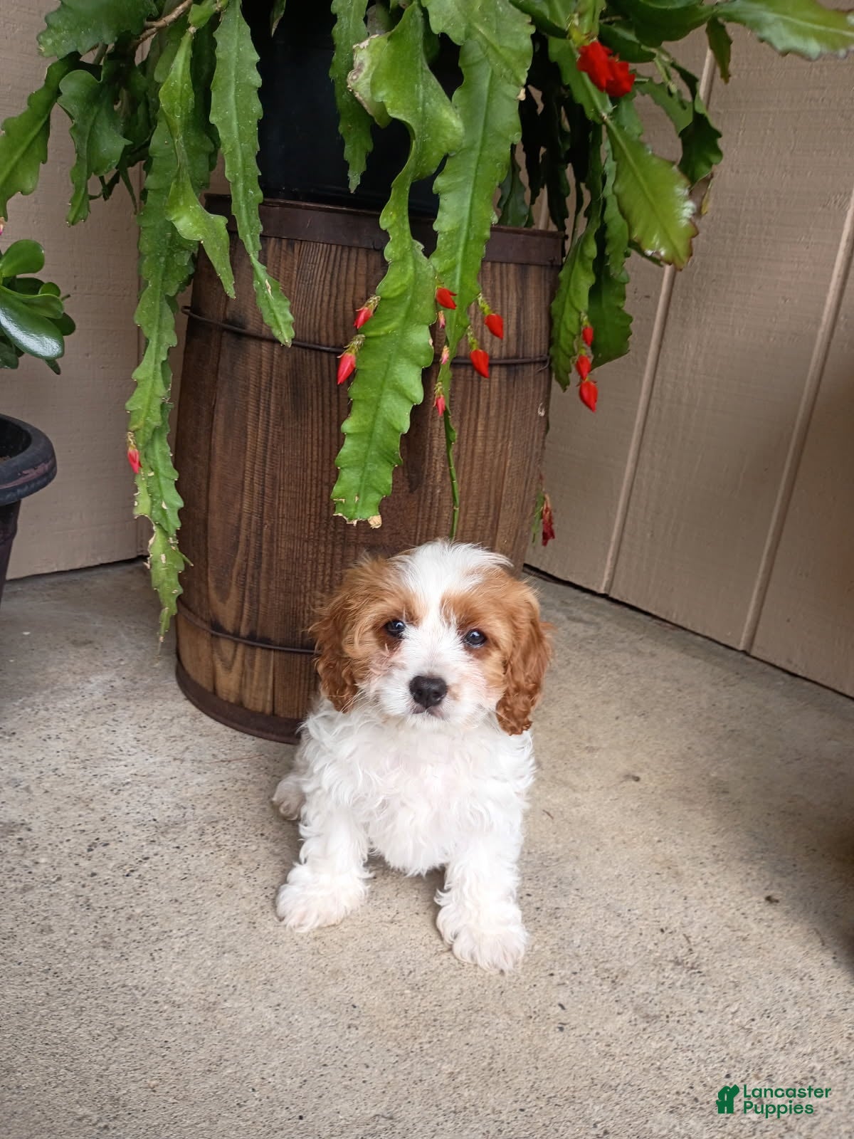 Cavapoo dogs Dixie - Ad 1