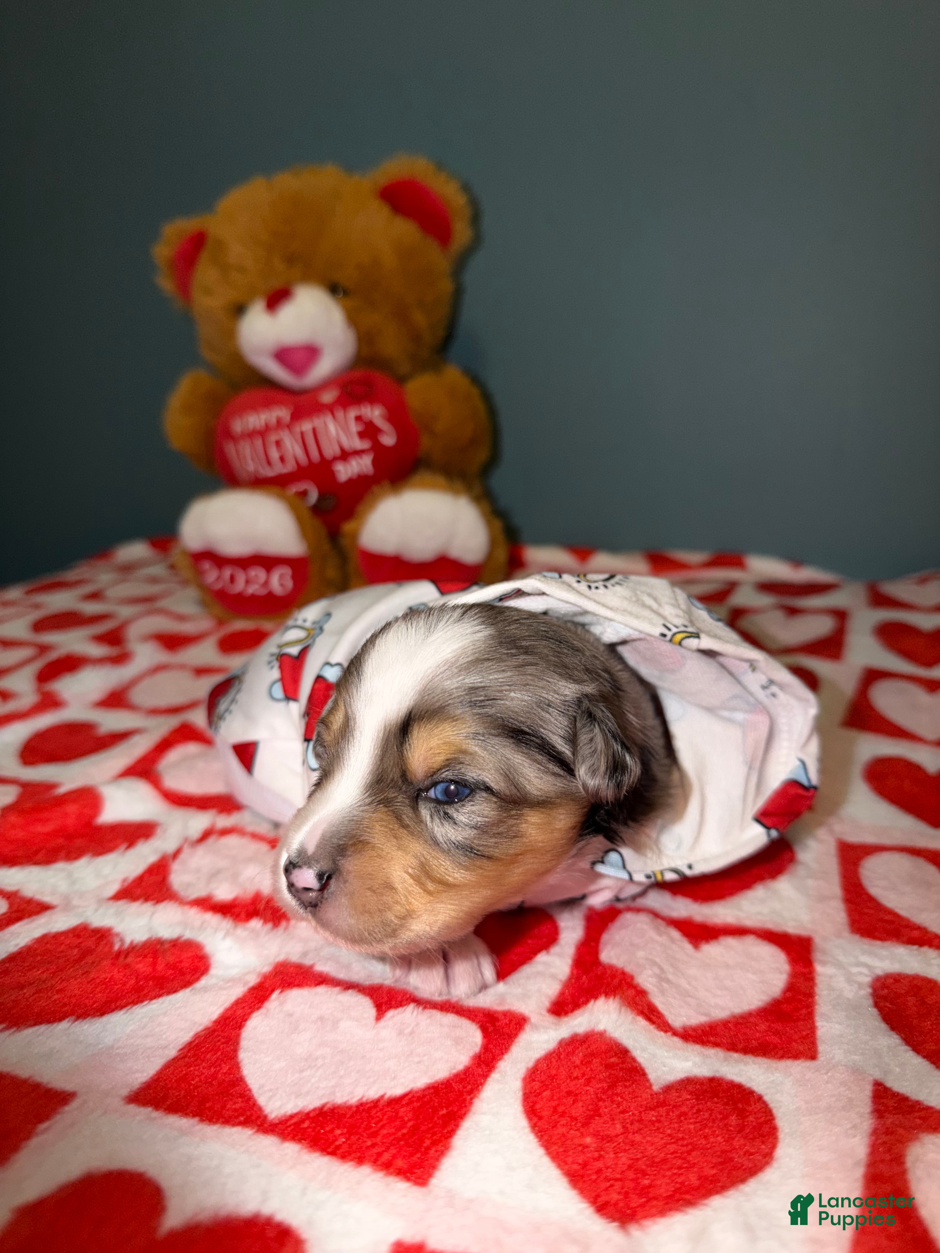 Miniature Australian Shepherd dogs for sale: Kayce - Ad 1
