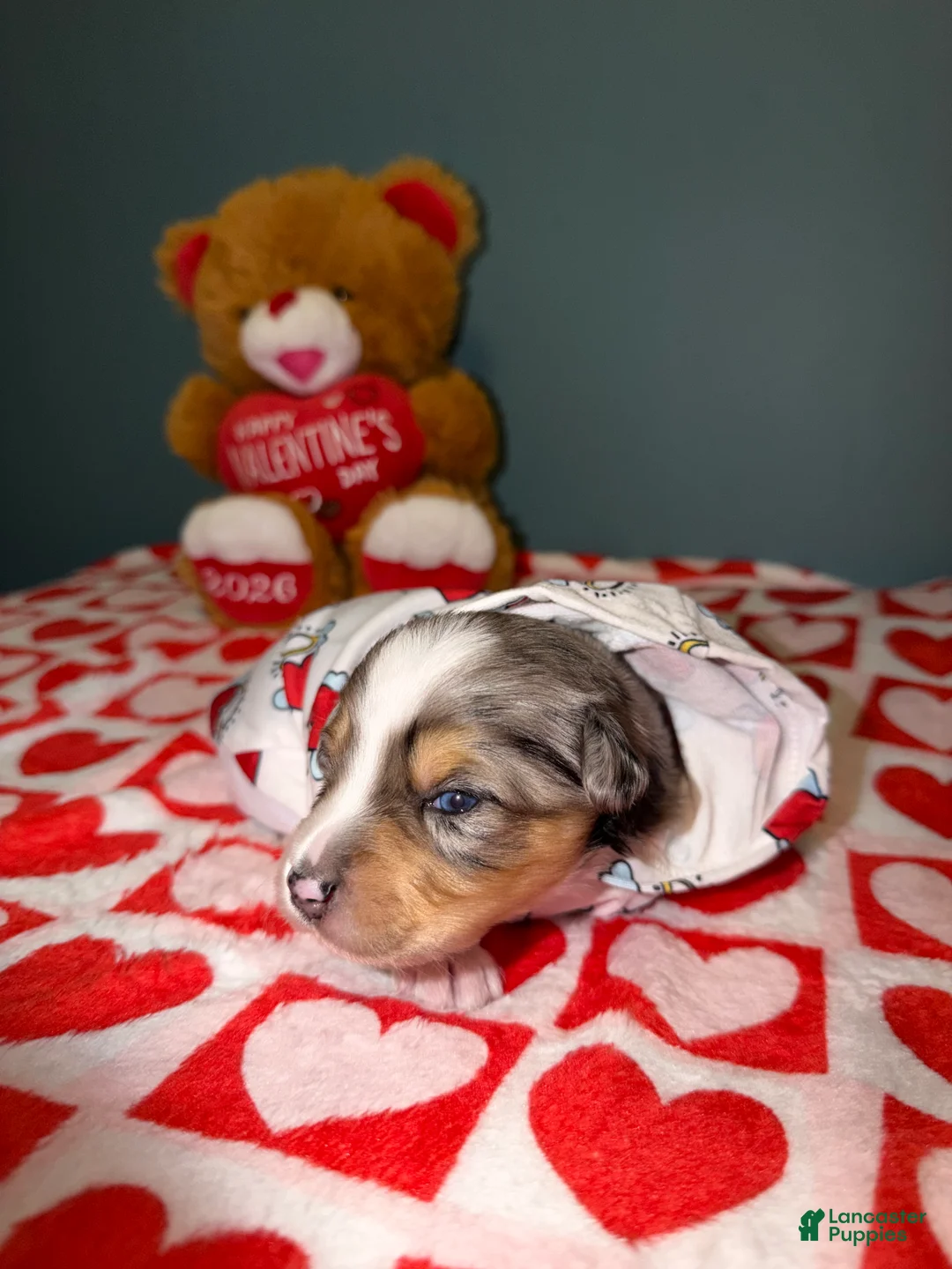 Miniature Australian Shepherd dogs for sale: Kayce - Ad 1