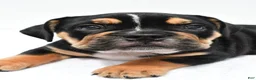 Beabull dogs for sale: Jenny - Ad 7
