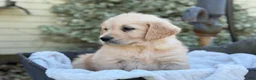 Golden Retriever dogs for sale: Melody - Ad 9