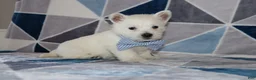 West Highland Terrier dogs for sale: Pedro  - Ad 4