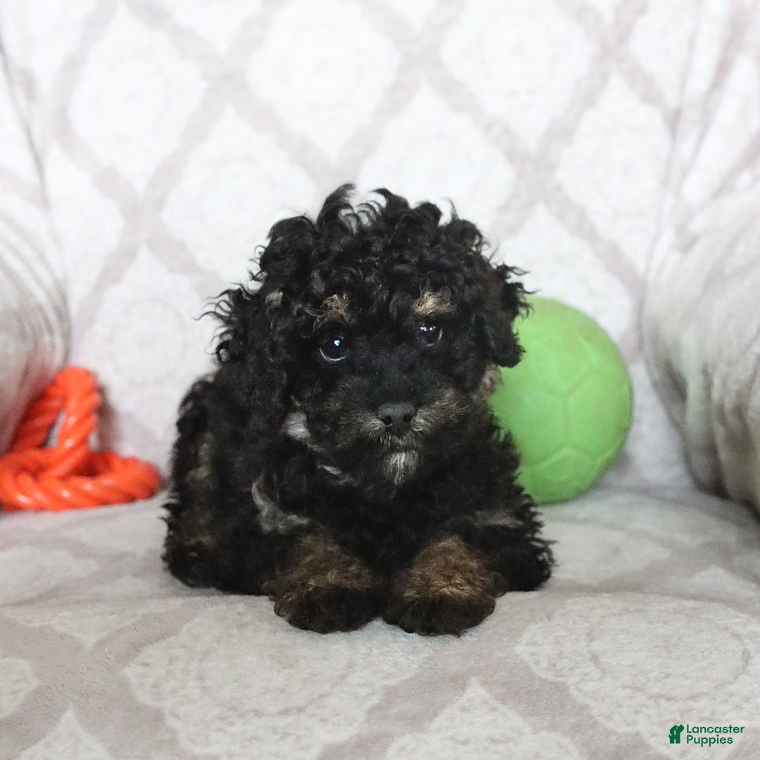 Miniature Poodle dogs for sale: Buster - Ad 5