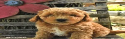 Havapoo dogs for sale: Toby - Ad 5