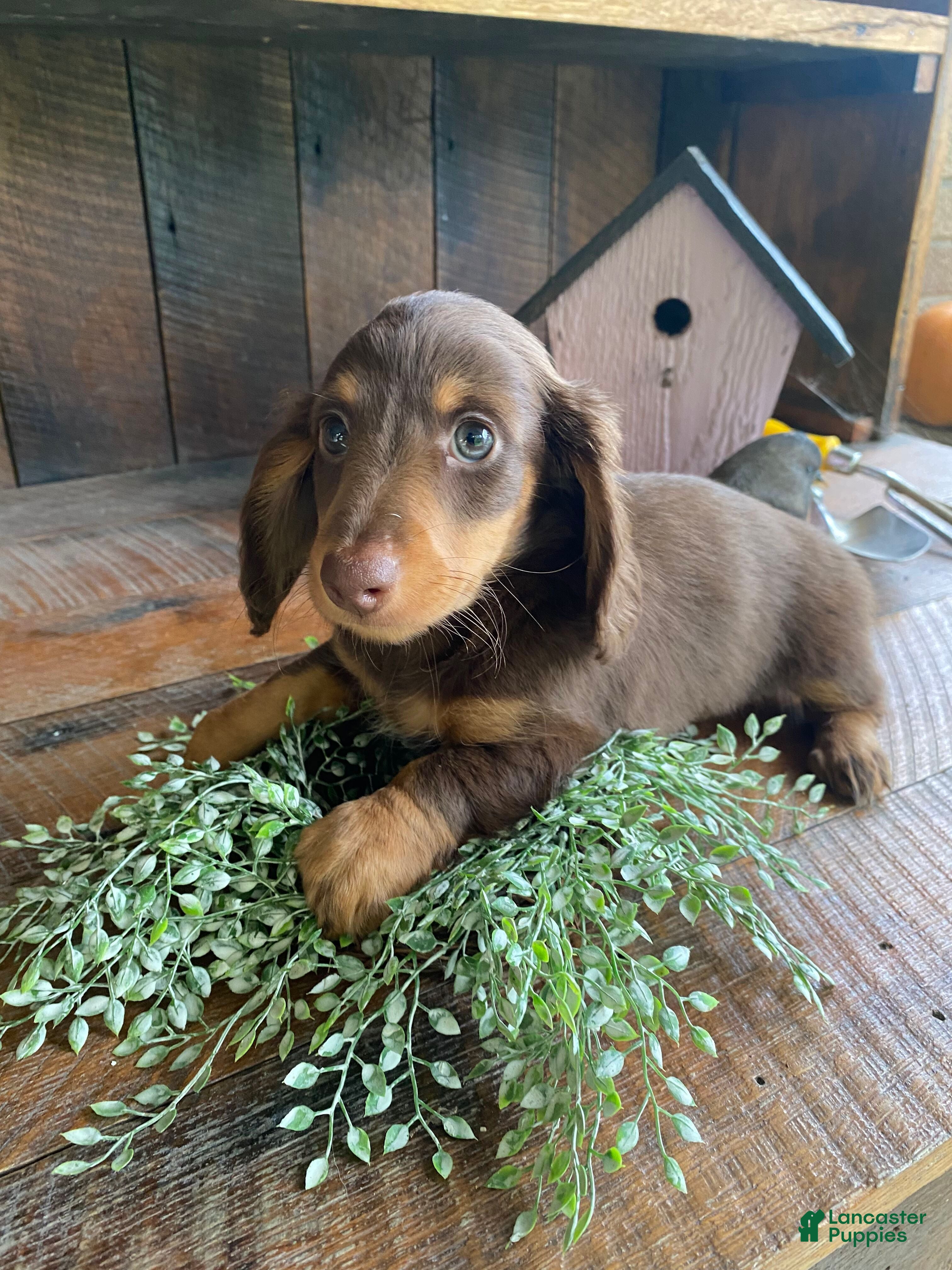 Miniature Dachshund dogs Lucy - Ad 2