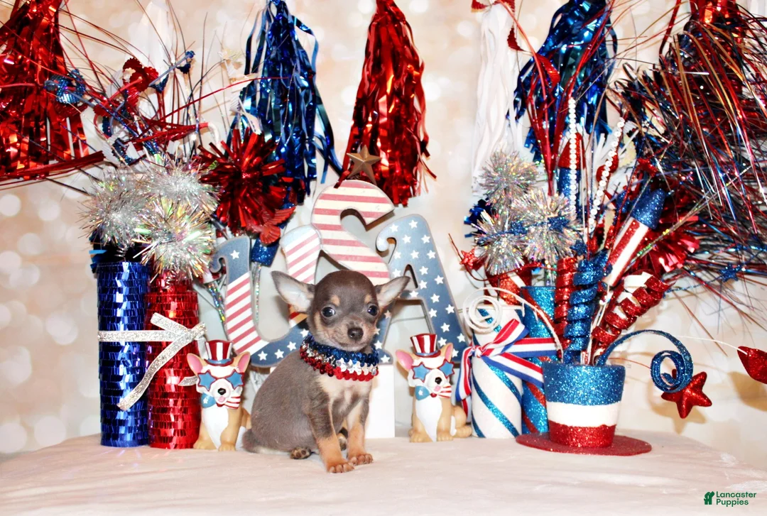 Chihuahua dogs for sale: Zaire - Ad 2