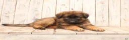 German Shepherd dogs for sale: Larry - Ad 1