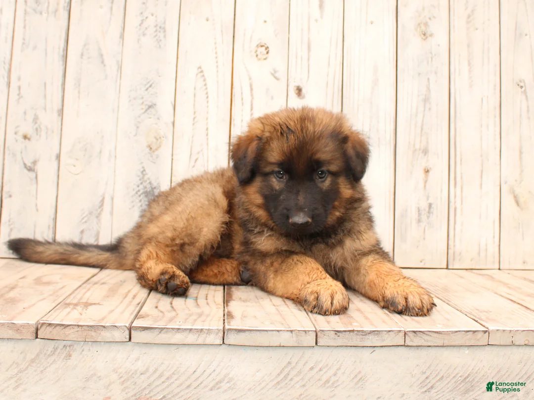 German Shepherd dogs for sale: Larry - Ad 1