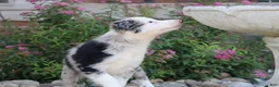 Border Collie dogs for sale: Chance - Ad 8