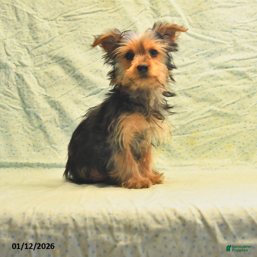 Yorkshire Terrier dogs for sale: Davis - Ad 3