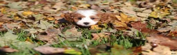 Cavapoo dogs for sale: Pumpkin - Ad 8
